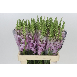 Antirrhinum Potomac Lavender