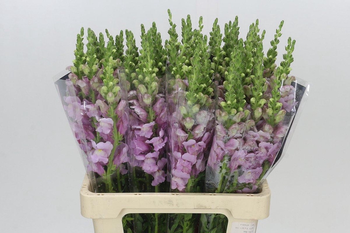 <h4>Antirrhinum Potomac Lavender</h4>