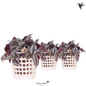 Kolibri Greens Tradescantia Zebrina in Mesh pot white
