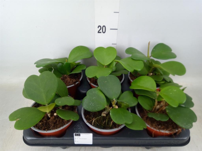 <h4>Hoya kerrii</h4>