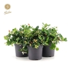 Gaultheria pr. 'Big Berry'® P12