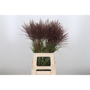 Miscanthus Rotfede