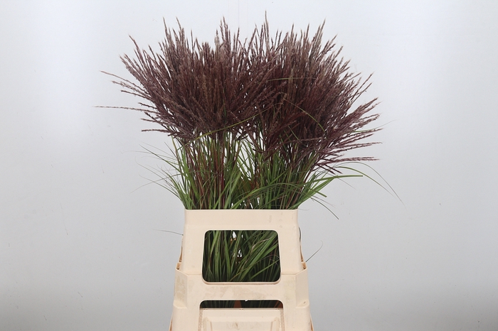 Miscanthus Rotfede