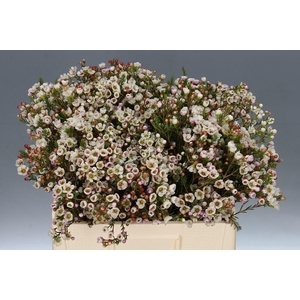 Chamelaucium Moonlight Delight