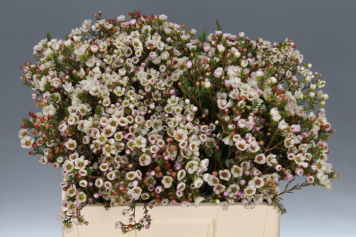 <h4>Chamelaucium Moonlight Delight</h4>