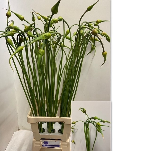 <h4>ALLIUM SAT OPHIOSCOR</h4>