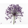 Allium Purple Rain