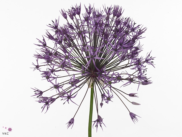 Allium Purple Rain