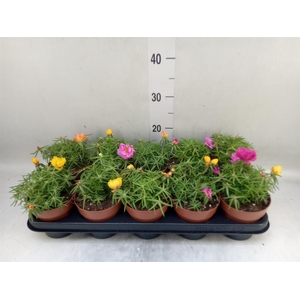 Portulaca grand. 'Happy Hour'  .mix