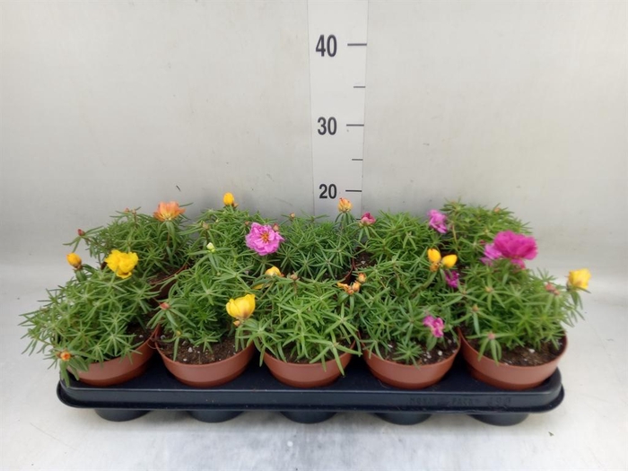 <h4>Portulaca grand. 'Happy Hour'  .mix</h4>