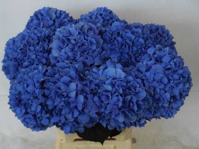 <h4>HYDR M CH PIMPERNEL</h4>