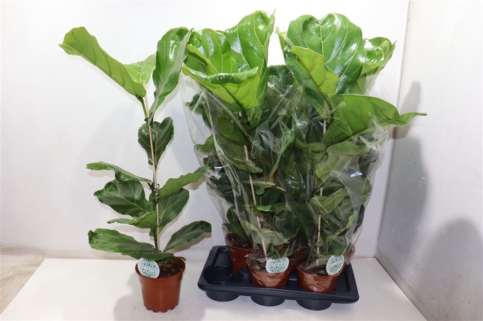 Ficus Lyrata