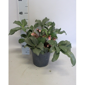 Helleborus Angel Glow