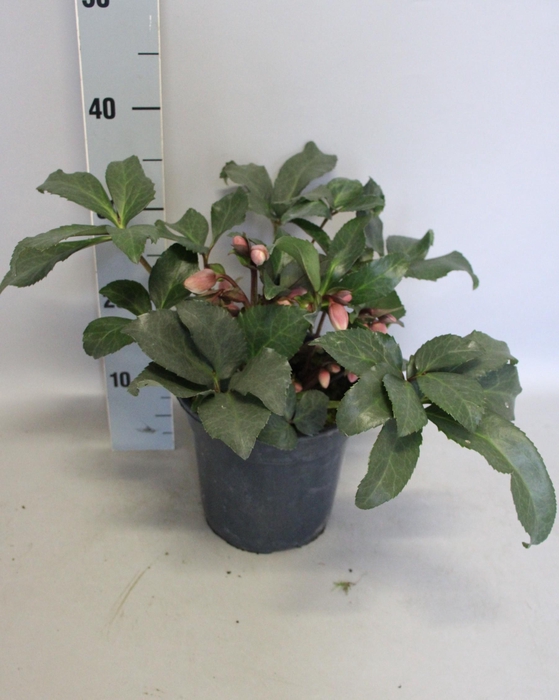 <h4>Helleborus Angel Glow</h4>