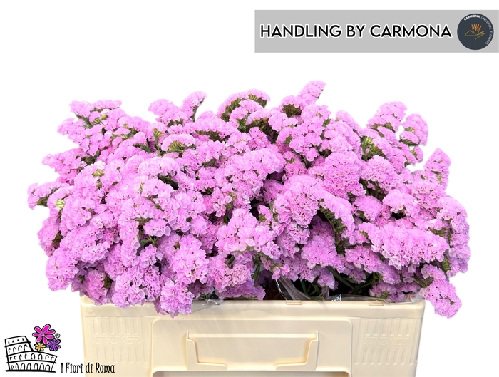 <h4>LIM S TICO PINK</h4>
