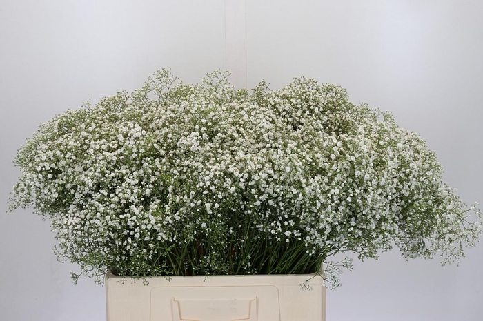 <h4>Gyps Zinzi Tyree</h4>