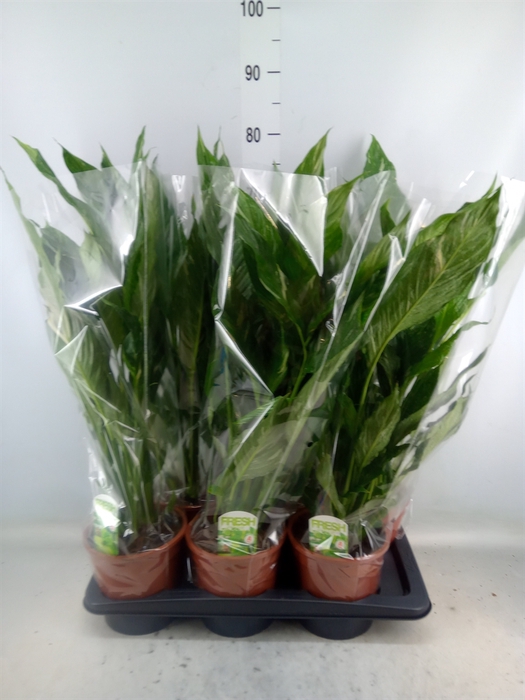 <h4>Spathiphyllum  'Diamond'</h4>