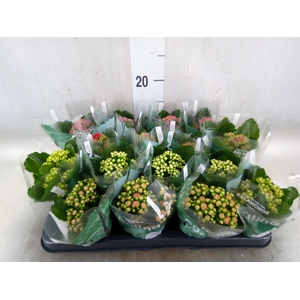 Kalanchoe blos. 'RosDon Collection'