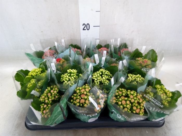 <h4>Kalanchoe blos. 'RosDon Collection'</h4>