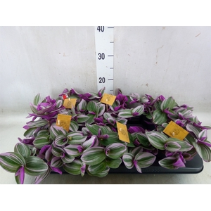 Tradescantia albif. 'Nanouk'