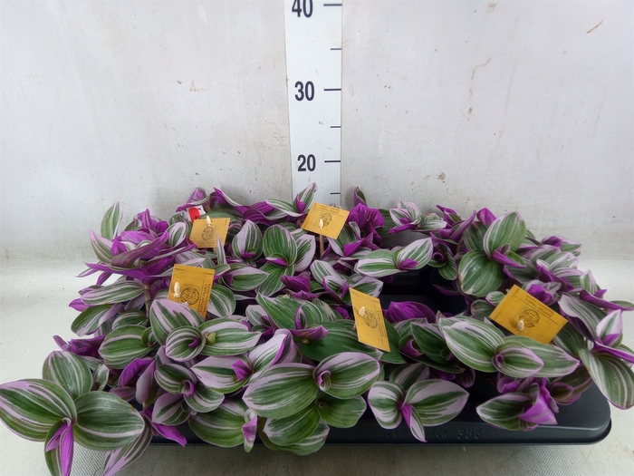 <h4>Tradescantia albif. 'Nanouk'</h4>