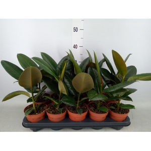 Ficus elastica 'Robusta'