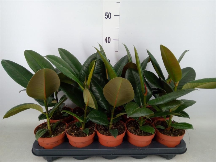 <h4>Ficus elastica 'Robusta'</h4>