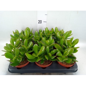 Crassula  'Hulk'