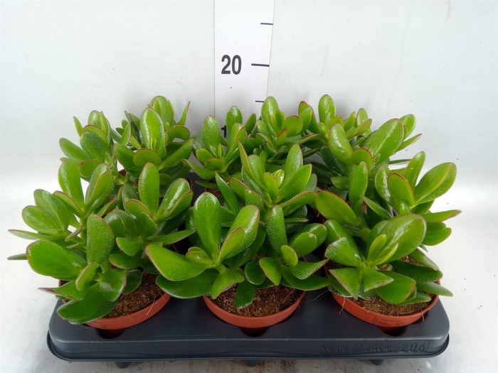 <h4>Crassula  'Hulk'</h4>