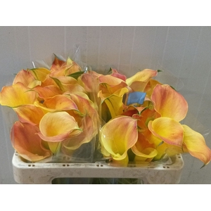 Calla Brunello