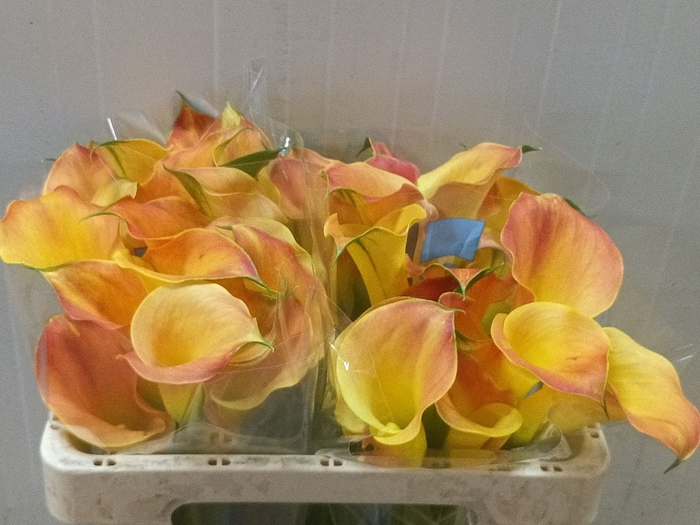 Calla Brunello