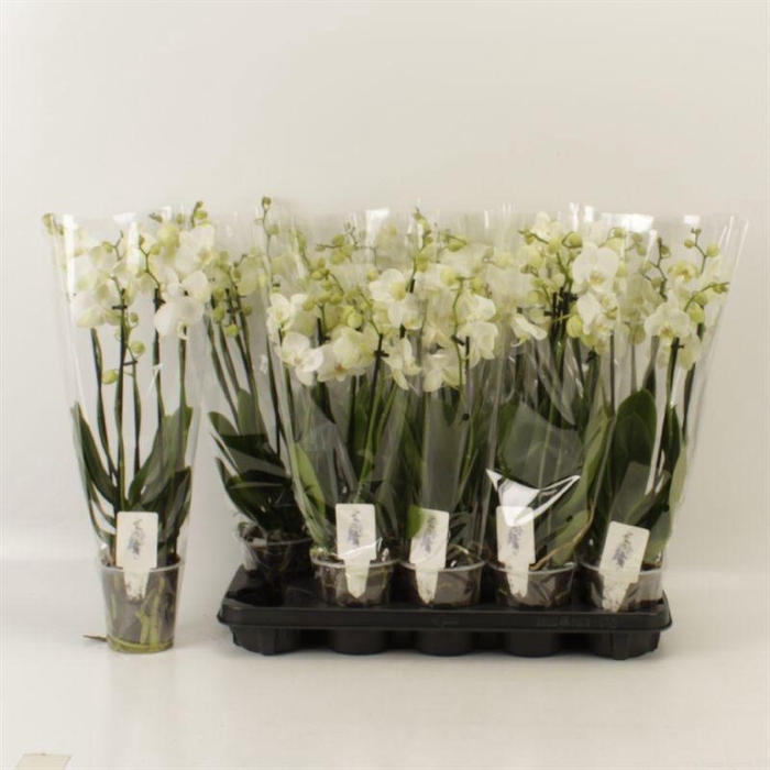 <h4>PHAL OV WIT</h4>