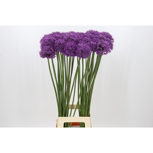 ALLIUM  'STRATOS'