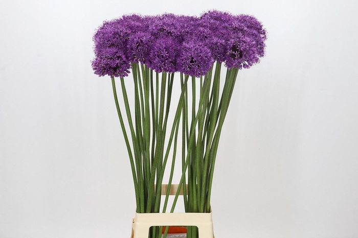 <h4>ALLIUM  'STRATOS'</h4>