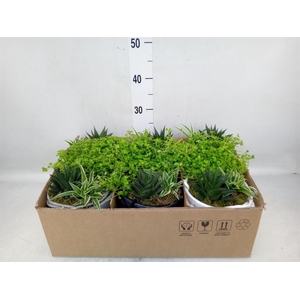 Arr.   Kamerplant Groen L%