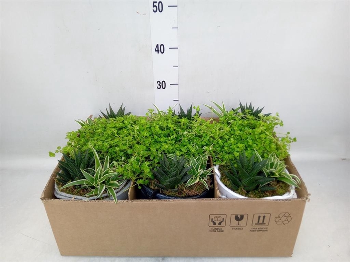 <h4>Arr.   Kamerplant Groen L%</h4>