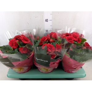 Begonia elat. DU 'Baladin'