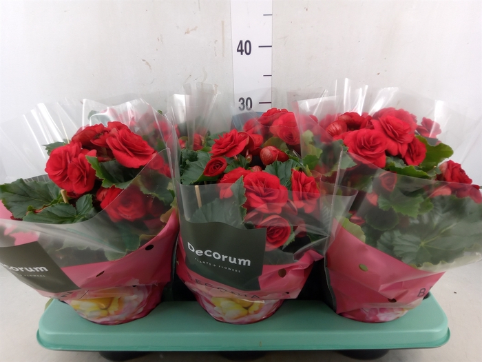 <h4>Begonia elat. DU 'Baladin'</h4>