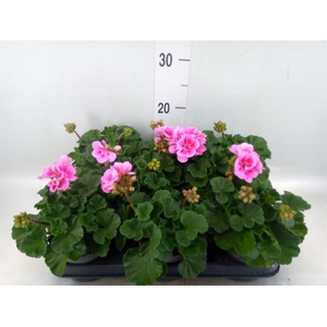 Pelargonium zona.   ...F1