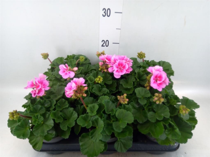 <h4>Pelargonium zona.   ...F1</h4>