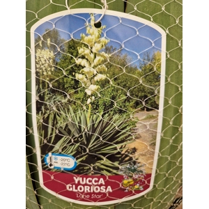 YUCCA GLORIOSA