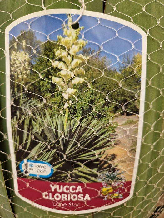 YUCCA GLORIOSA