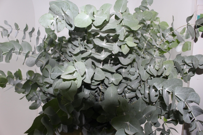 <h4>FOLHAGEM EUCAFLOR</h4>