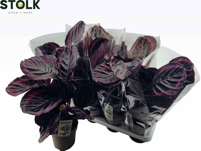 <h4>CALAT ROSEOP DOTTIE</h4>