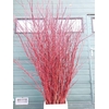 CORNUS ALBA SIBIRICA VERTAKT 180CM
