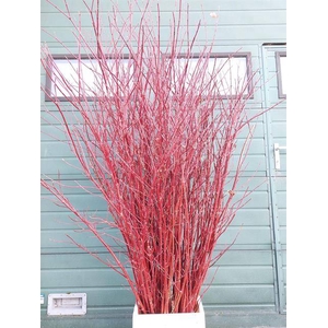 CORNUS ALBA SIBIRICA VERTAKT 180CM