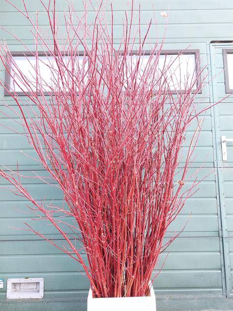 <h4>CORNUS ALBA SIBIRICA VERTAKT 180CM</h4>
