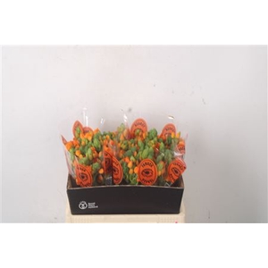 Ornithogalum Sunshine Orange