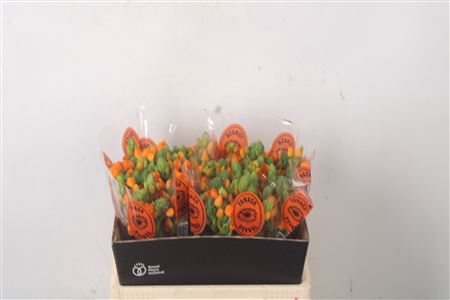 <h4>Ornithogalum Sunshine Orange</h4>