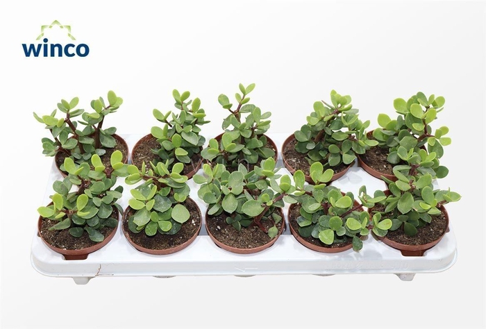 <h4>CRASS OVERIG</h4>